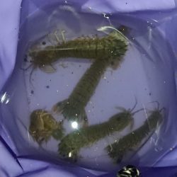 グーグーイシモチ