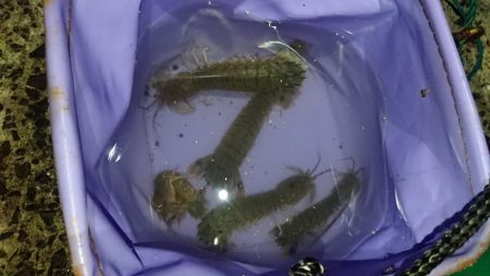 グーグーイシモチ