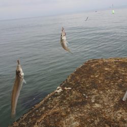 日本海のキスは最高