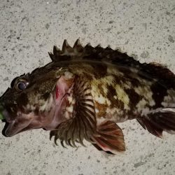 スローフォール