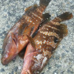 【関門】キジハタ2連発