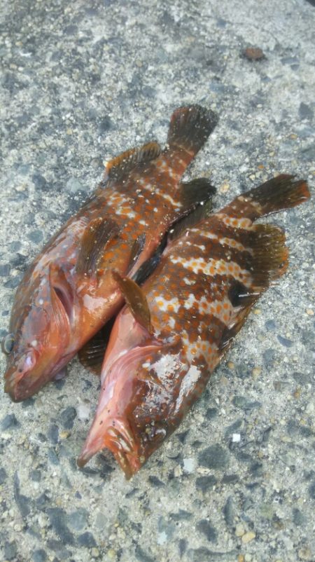 【関門】キジハタ2連発