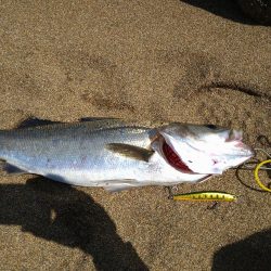 サーフフラット狙いでシーバスGET