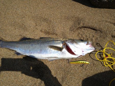 サーフフラット狙いでシーバスGET