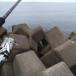 シーバス狙いでアジ