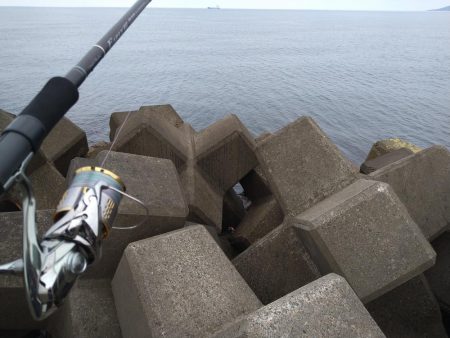 シーバス狙いでアジ