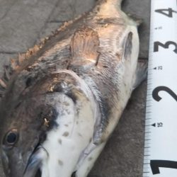 チヌ(52cm)×1、タコ×1