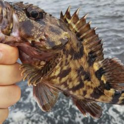 タコ2、ガシラ10