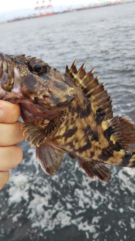 タコ2、ガシラ10