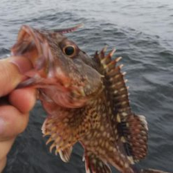 ガシラ12(～29.5cm!) 小サバ1