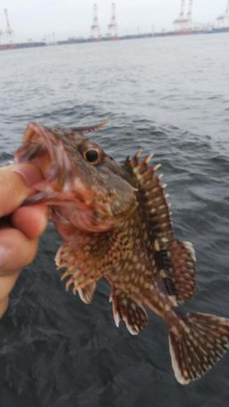 ガシラ12(～29.5cm!) 小サバ1