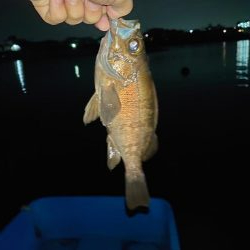 雨前にメバリング