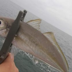 ジグ単アジングで入れ食い