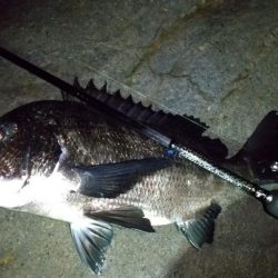 梅雨メバリング　外道のオンパレード