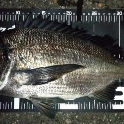 メバル狙いでライトゲーム五目釣り