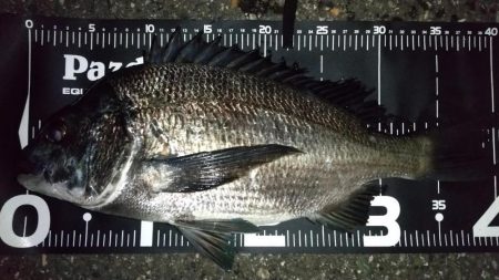 メバル狙いでライトゲーム五目釣り