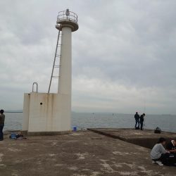 フラットフィッシュを狙って…