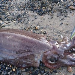 サーフでモンゴウ時合い