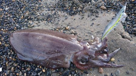 サーフでモンゴウ時合い