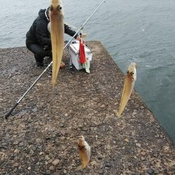 僅かな時合いを捉える事が出来ました