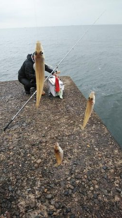 僅かな時合いを捉える事が出来ました