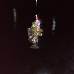 海にイカっていてますか?