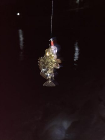 海にイカっていてますか?