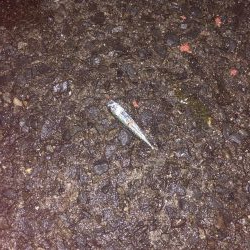 満月、大潮のはずが…