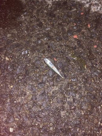 満月、大潮のはずが…