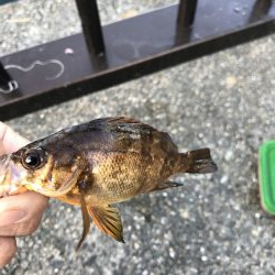 イワシラッシュ