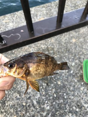 イワシラッシュ