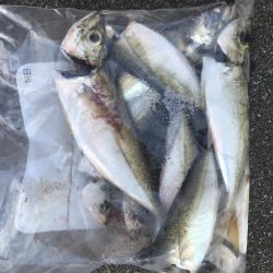 朝マズメの短時間アジング