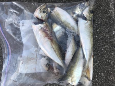 朝マズメの短時間アジング