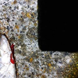 50cmのフッコでました