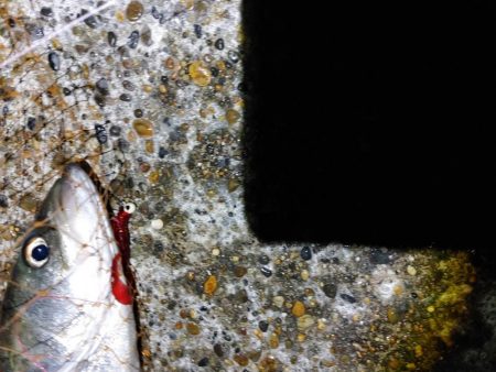 50cmのフッコでました