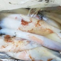 シロイカ上向き