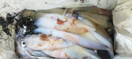 シロイカ上向き