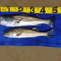 今日も漁船パターンw