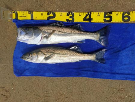 今日も漁船パターンw