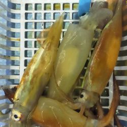 シロイカ上向き　大剣ゲット