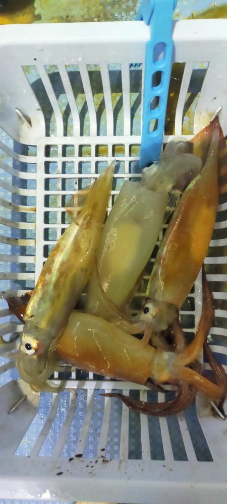 シロイカ上向き　大剣ゲット