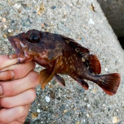 ライトテキサス