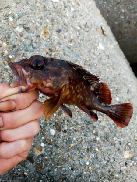 ライトテキサス