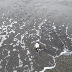 カミナリイカが釣れ…てました