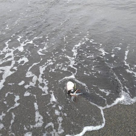カミナリイカが釣れ…てました