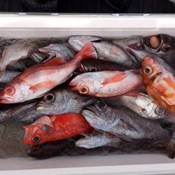 康仁丸・ジギング釣り果