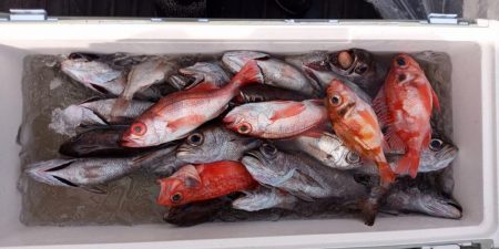 康仁丸・ジギング釣り果