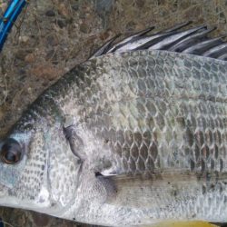 釣りデビュー 164日目