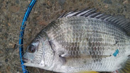 釣りデビュー 164日目