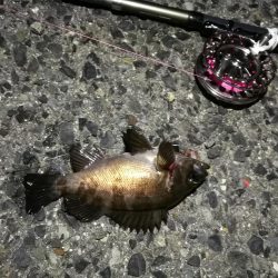 2021/06/06 連日ヘチ釣り